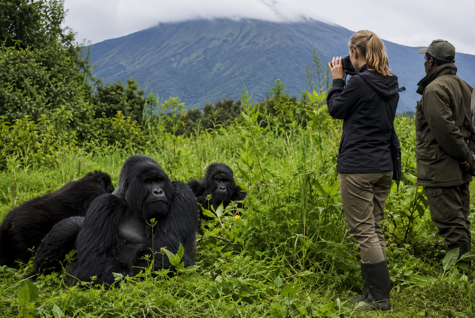 Mgahinga Gorilla National Park gorilla trekking Uganda with volcanic scenery