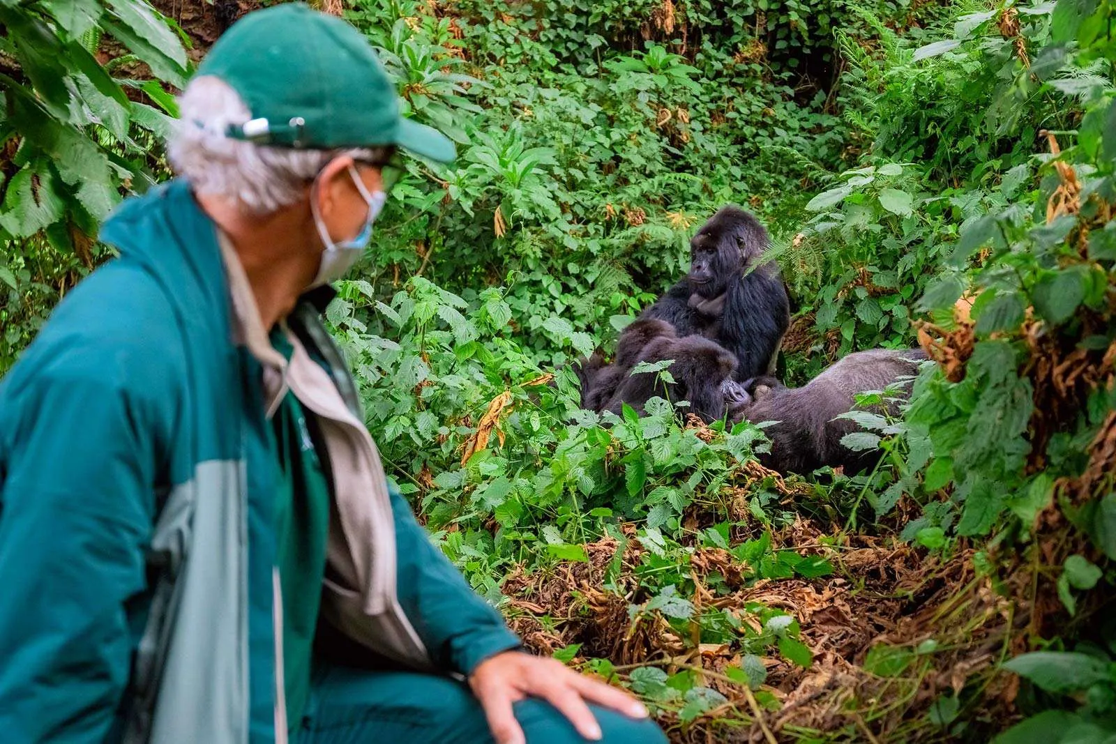 Gorilla Trekking for Seniors