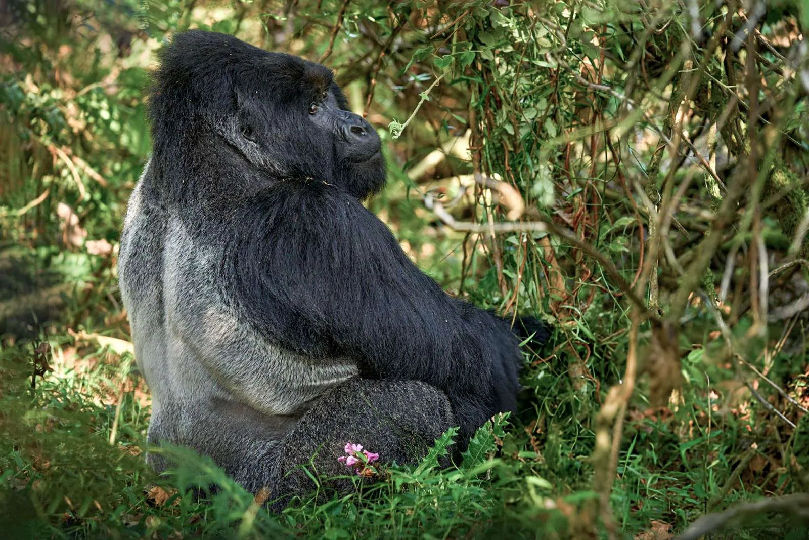 Dominant silverback mountain gorilla in Bwindi National Park