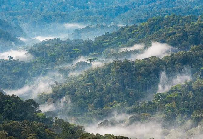 Misty rainforest in Bwindi Impenetrable National Park Uganda