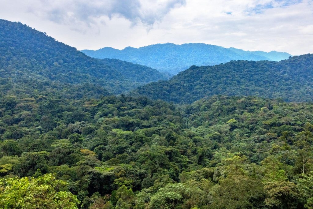 Bwindi National Park Guide