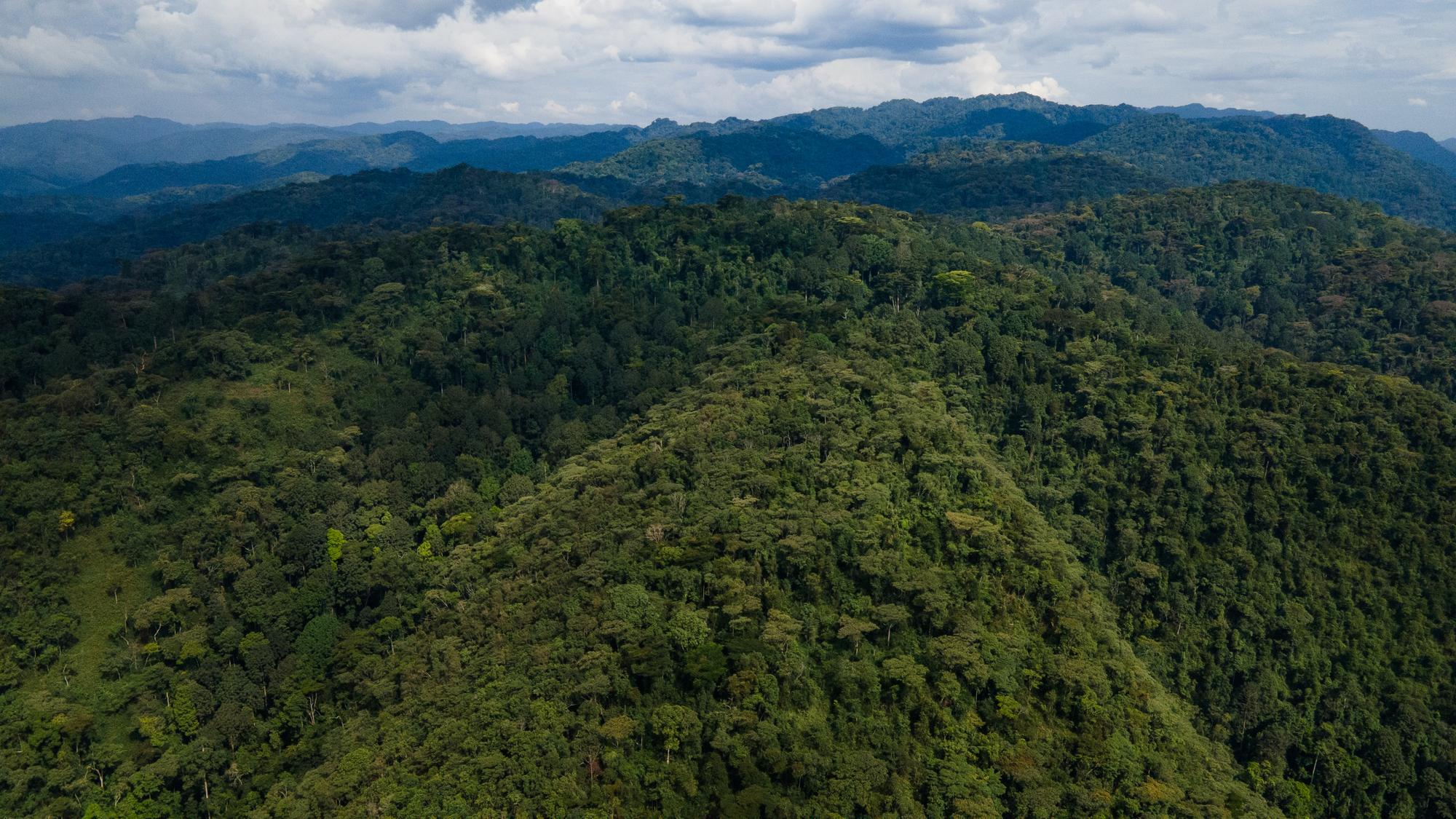 Panoramic view of Bwindi Impenetrable National Park in southwestern Uganda.