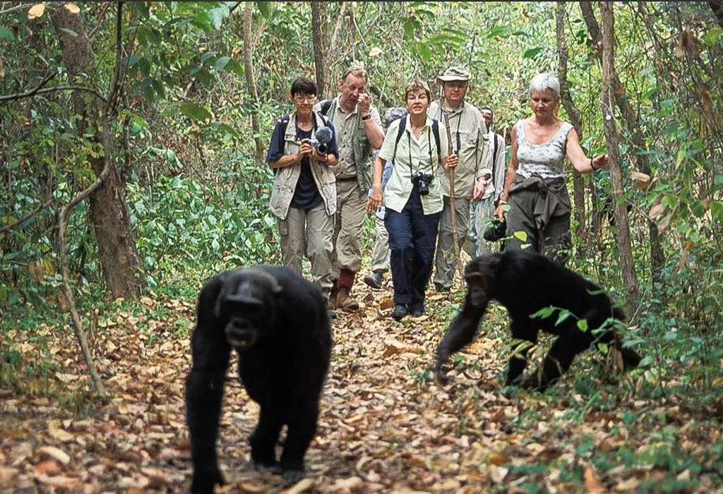 Can seniors trek chimpanzees in Uganda