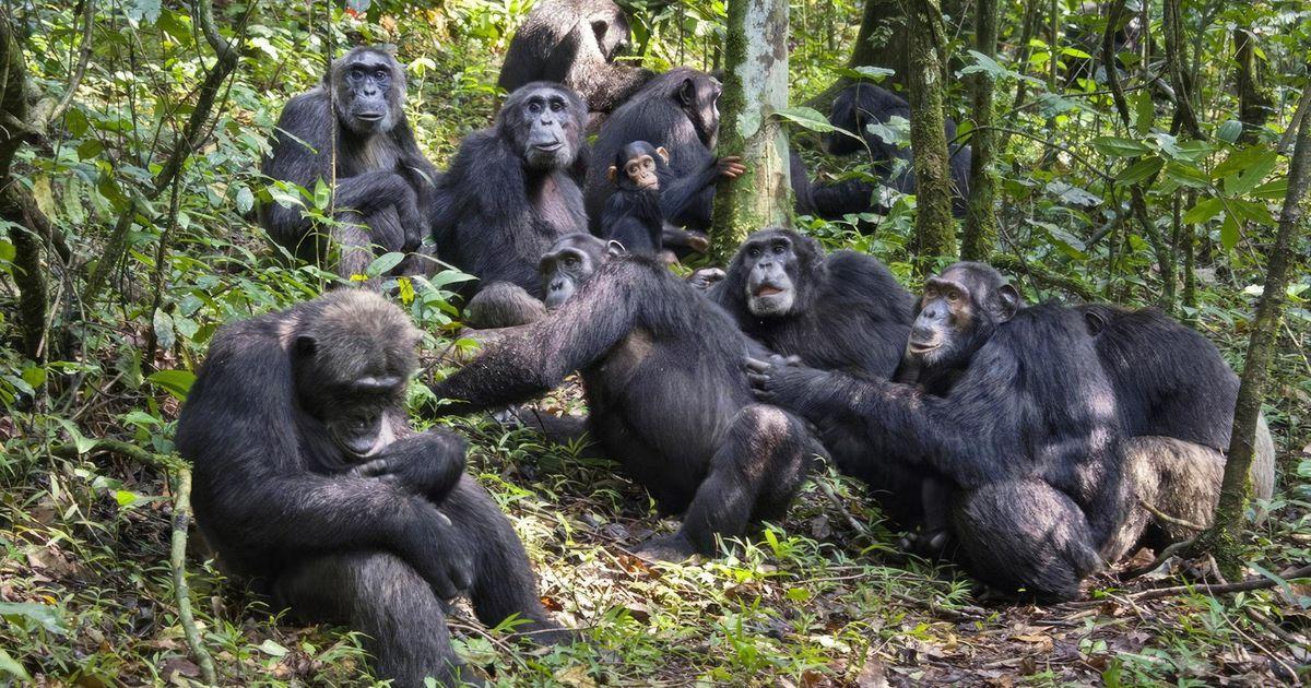 Wild chimpanzees displaying social behavior in Kibale National Park Uganda