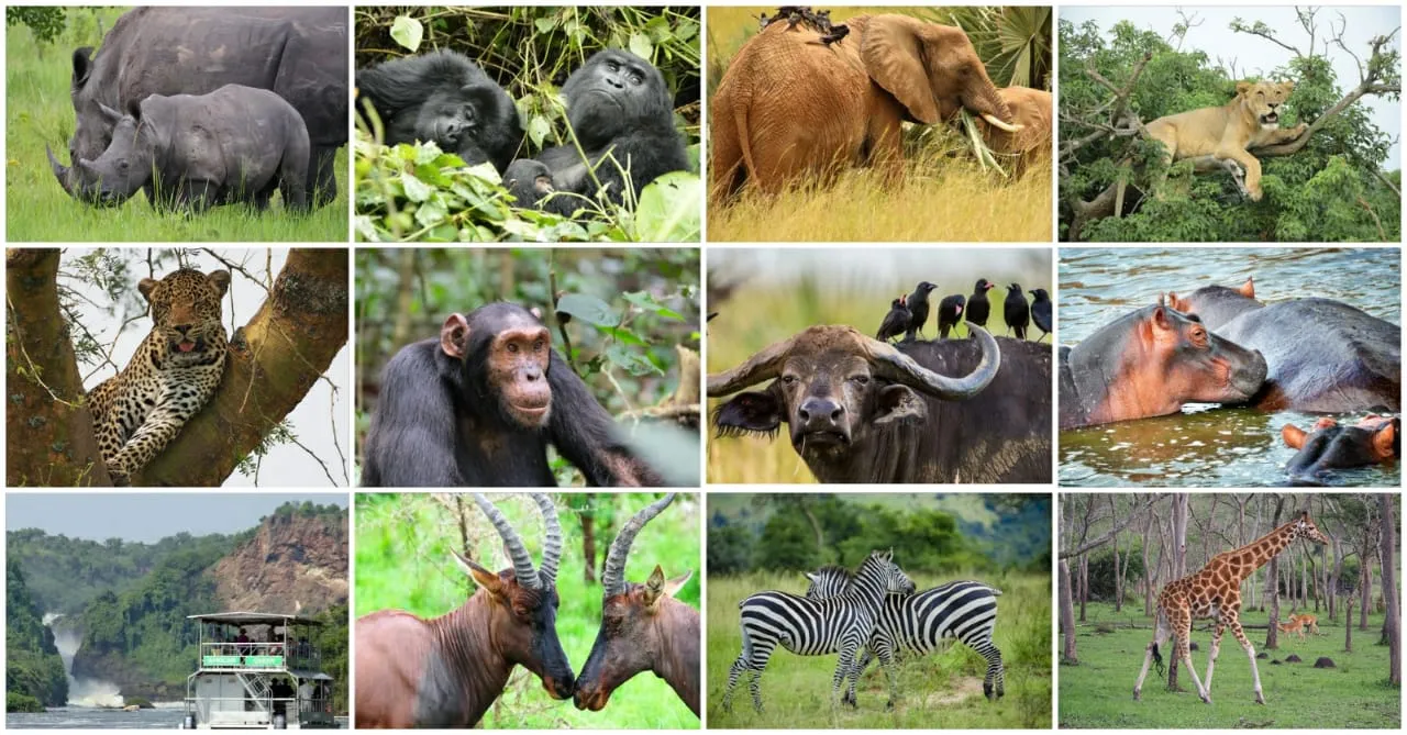 Queen Elizabeth National Park combined with Bwindi, Kibale and other Uganda safari destinations