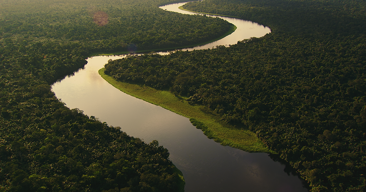 Congo Basin rainforest in Congo-Brazzaville