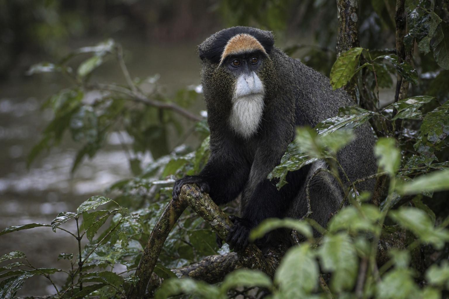 De Brazza's monkey in the Congo Basin rainforest