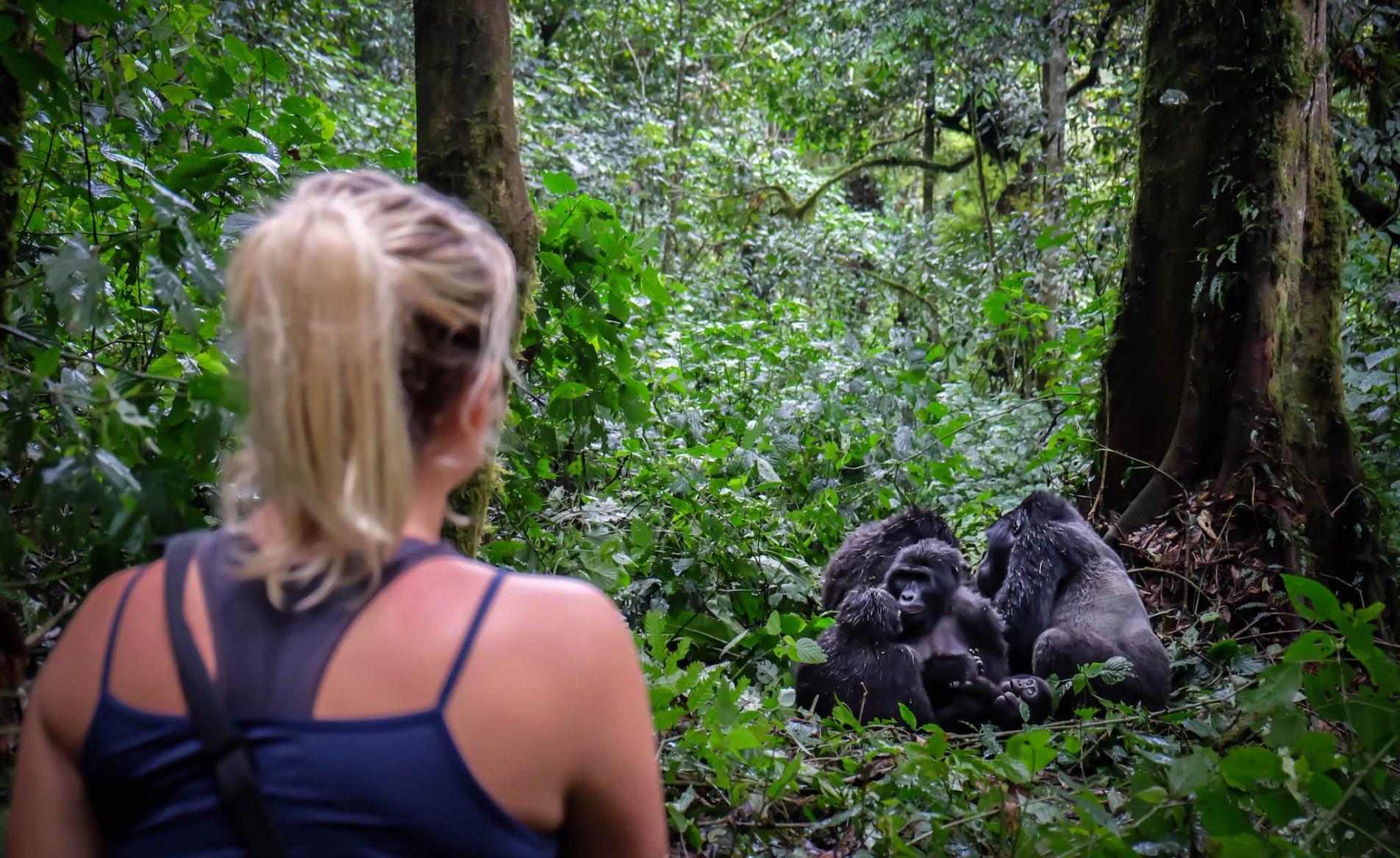 First-time visitors observing a mountain gorilla family in Uganda