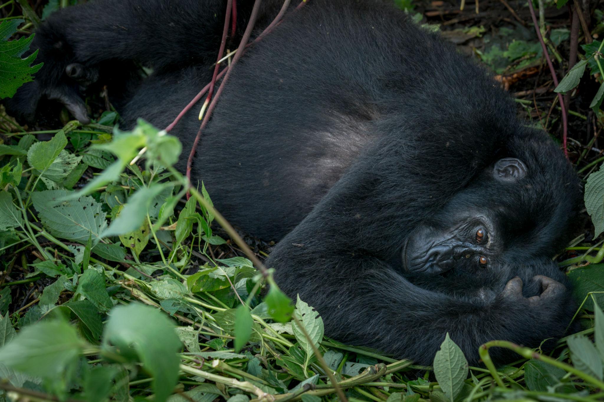 Gorilla Nesting Behaviour