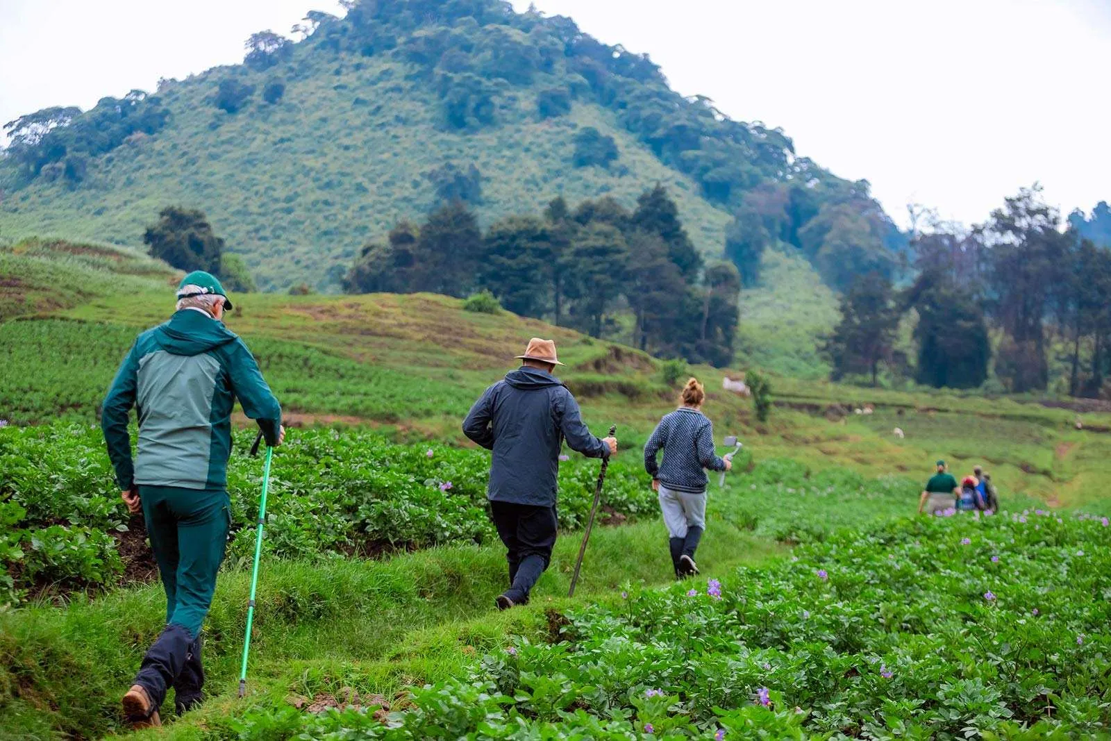Rainforest trail used during gorilla trekking in Bwindi