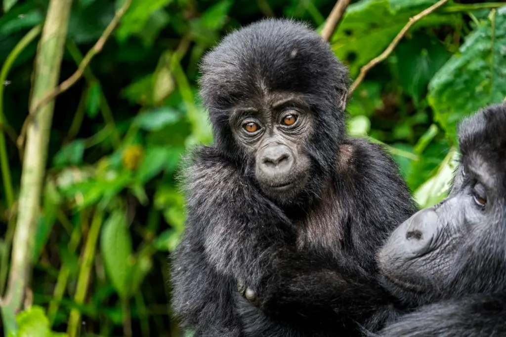 First-time travellers trekking through Bwindi rainforest with a professional ranger in search of mountain gorillas