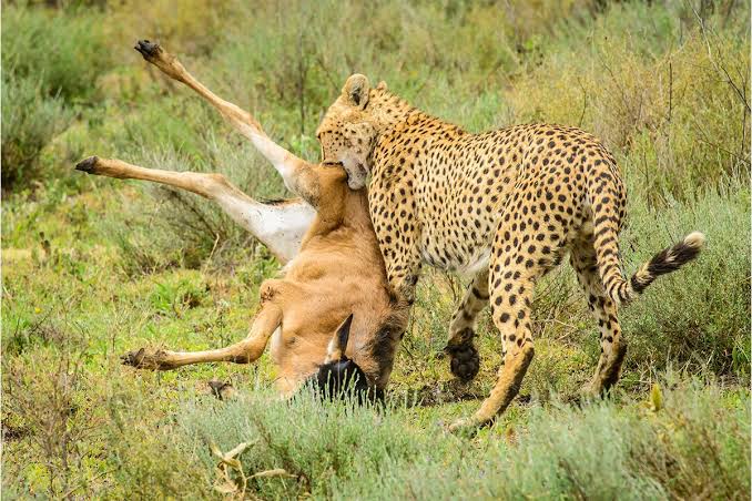 Big cat and predator safari in Serengeti National Park Tanzania