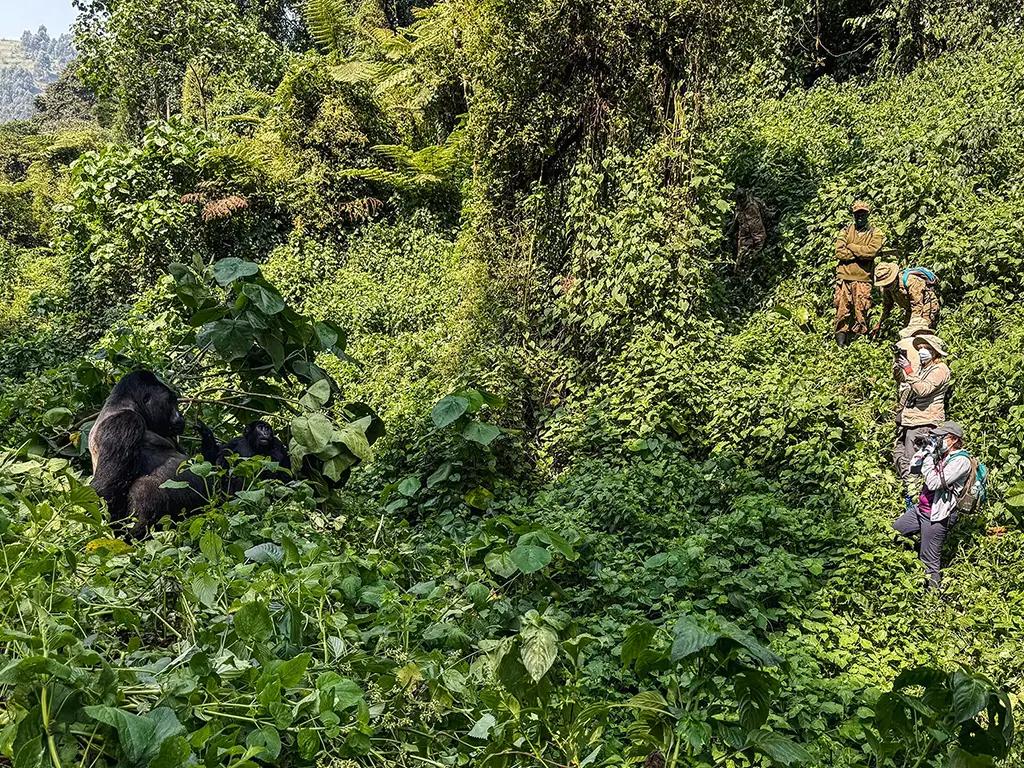 Recommended Distance from the Gorillas