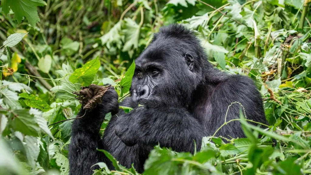 Uganda Safari FAQs