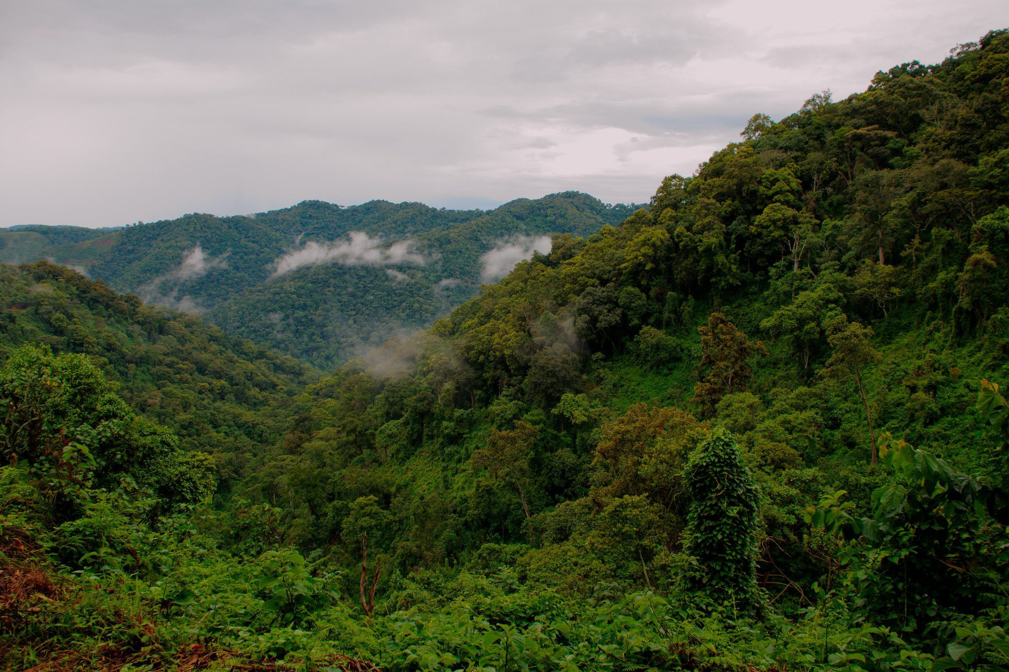 Scenic landscape of Bwindi Impenetrable National Park in Uganda.