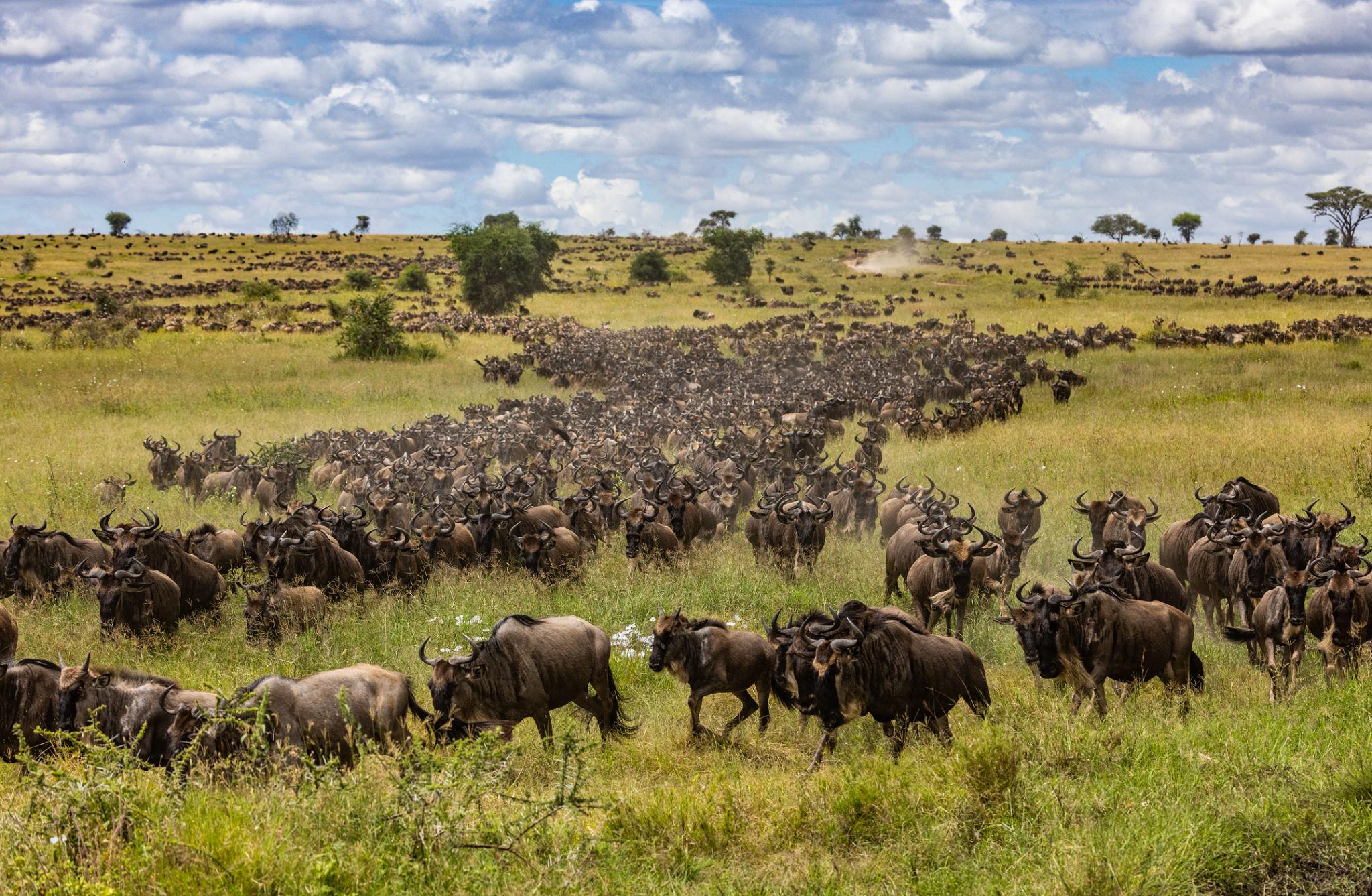 Great Wildebeest Migration Tanzania safari tour